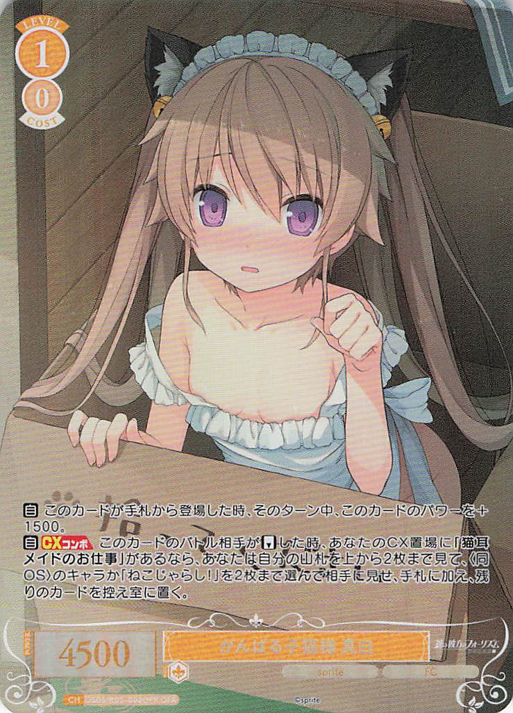 がんばる子猫様 真白(OFR)(OS05/R05-002OFR)